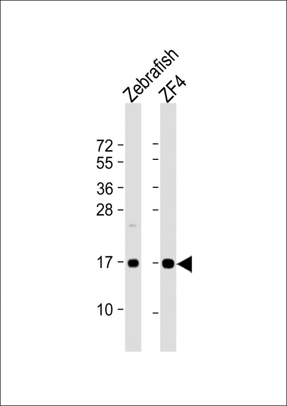 DANRE ndufaf3 (N-term)