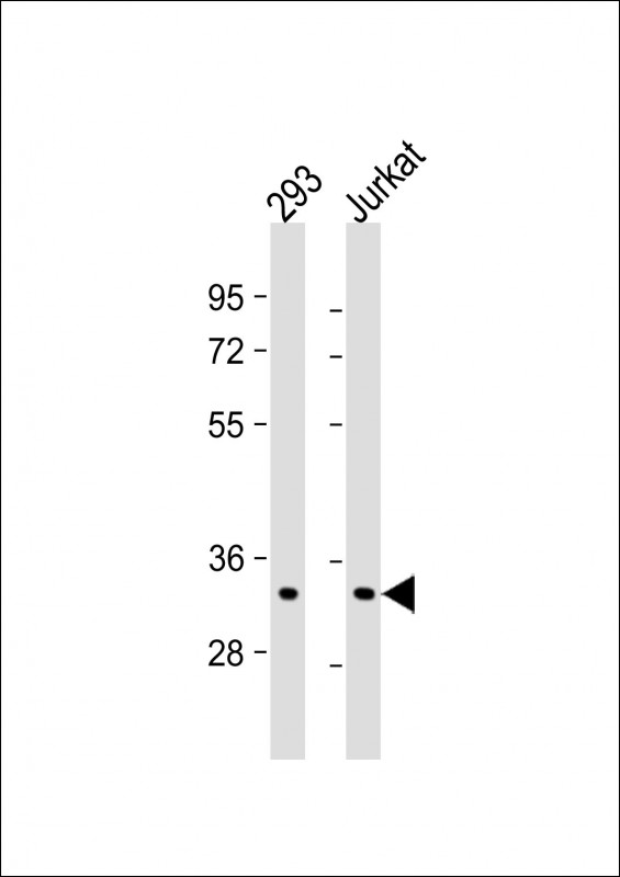 ELAVL1