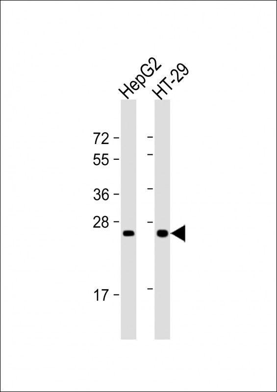 Glucagon