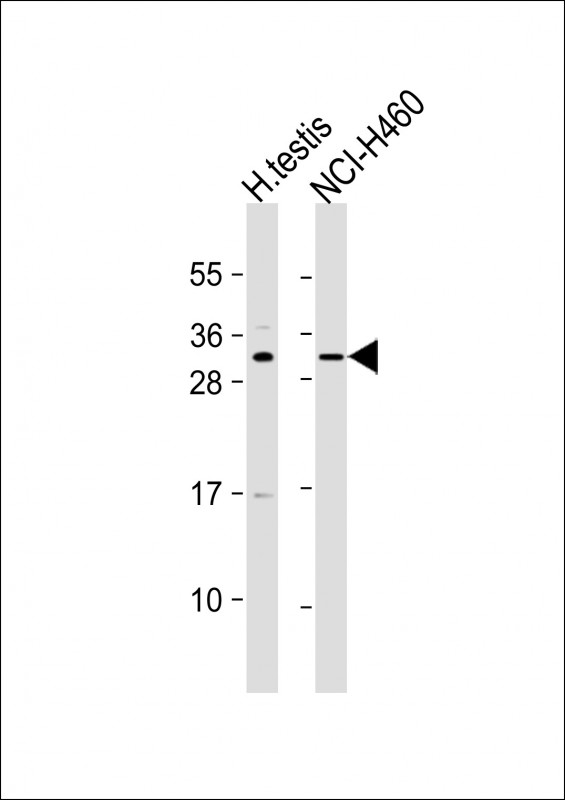 C2orf51