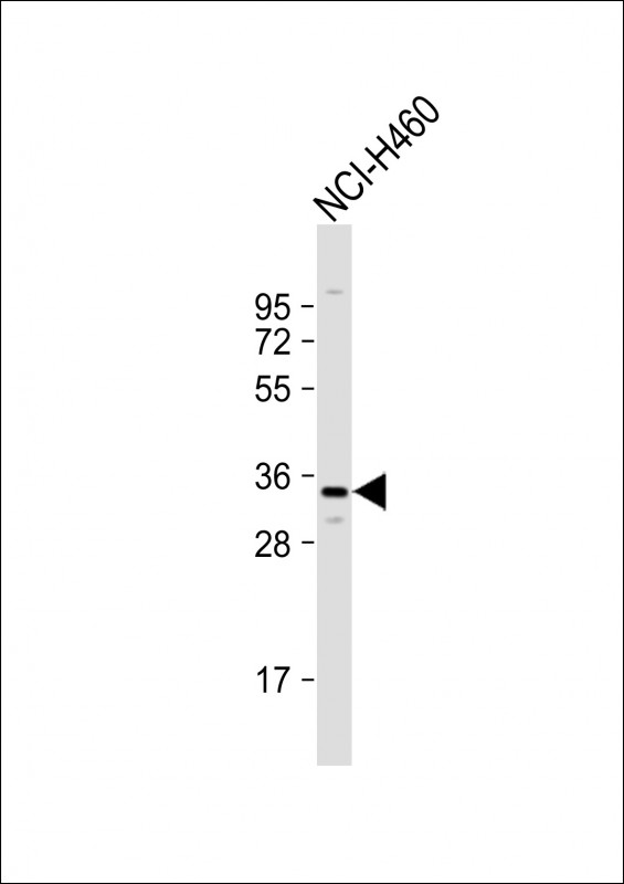 OR2Z1 (N-term)