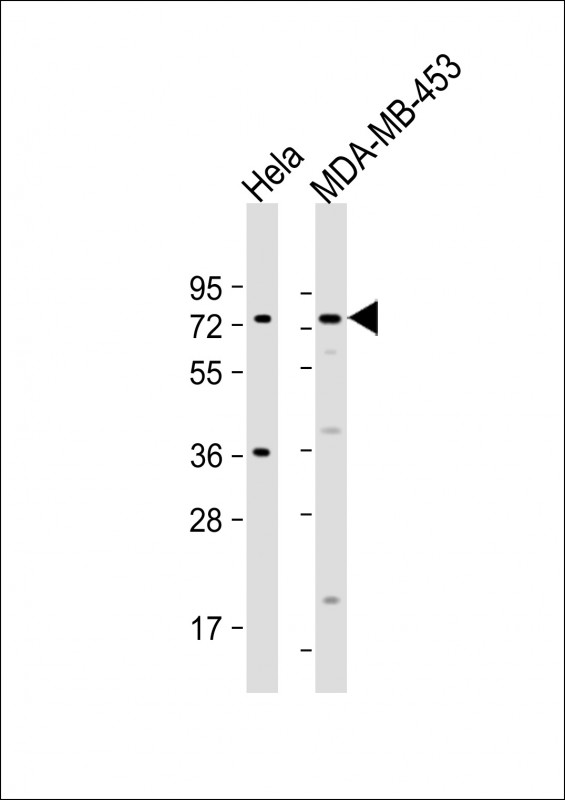 CCDC81
