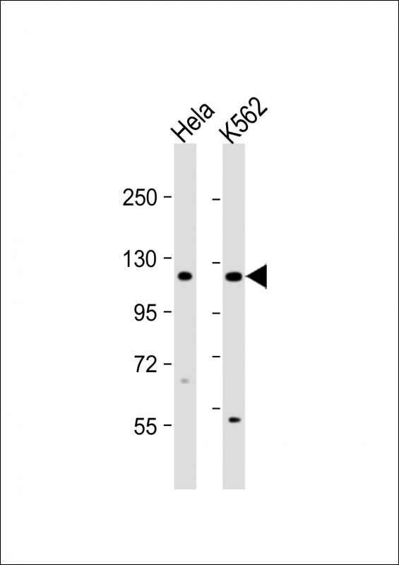 DDX11