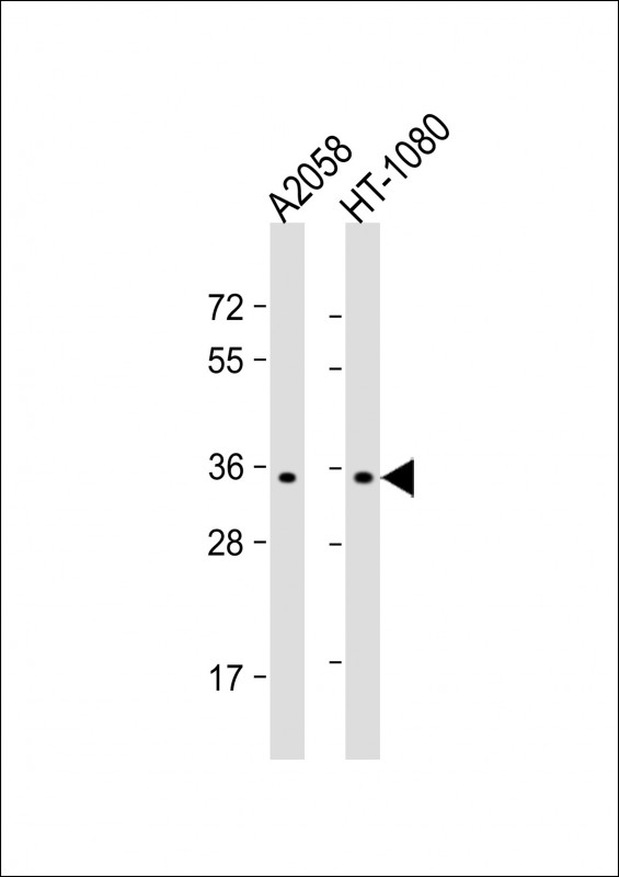 OR7G1 (N-term)