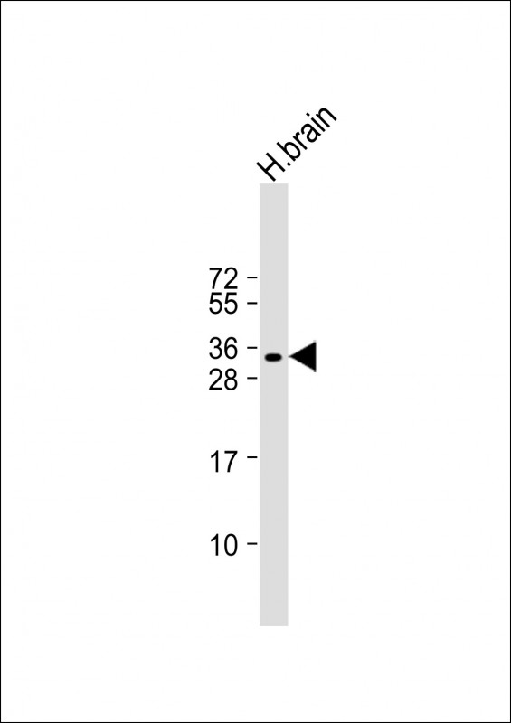 SOX15