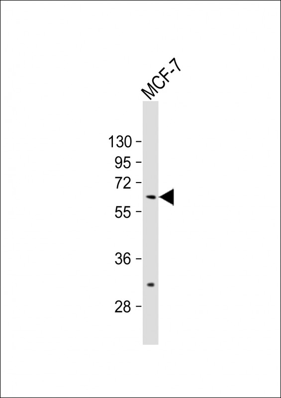 ZNF835 (N-term)