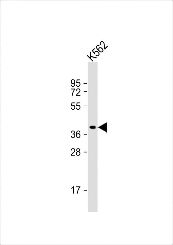 WNT8B