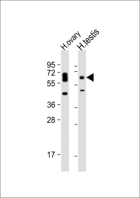 POTE (C-term L446)