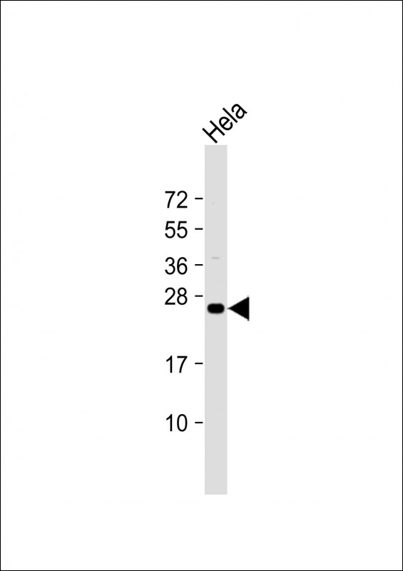 ERAS (N-term) (A28)