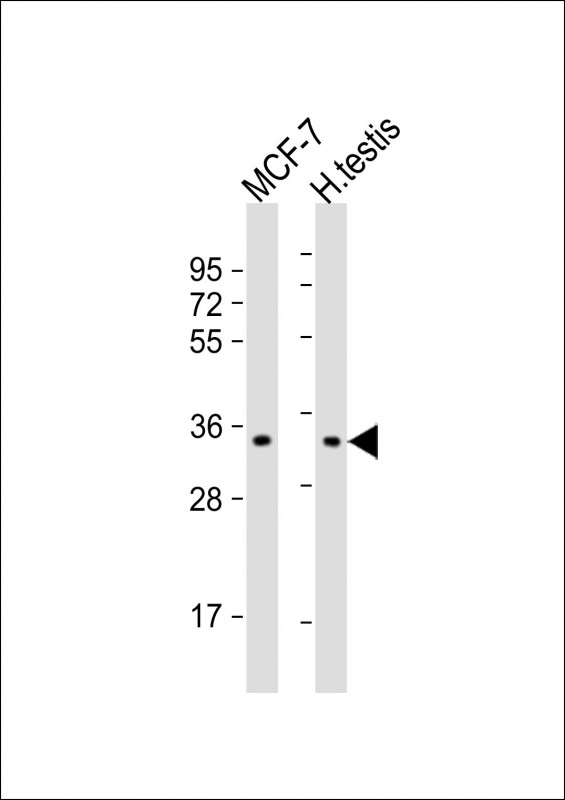 NANOG (S285)