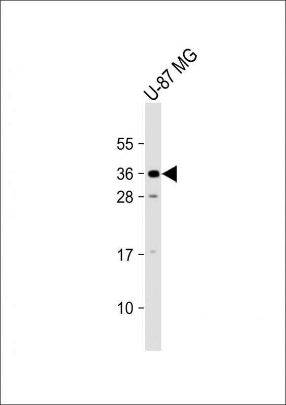 KLF9 (N-term)