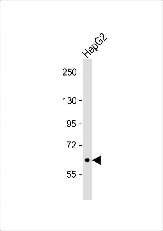 SIGLEC11 (N-term)