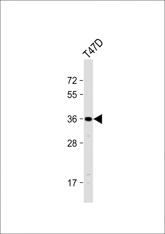 OR4D11