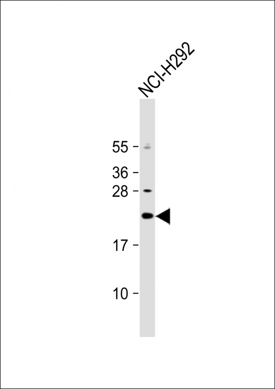DNAJC5G