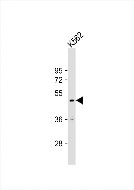 RNF133