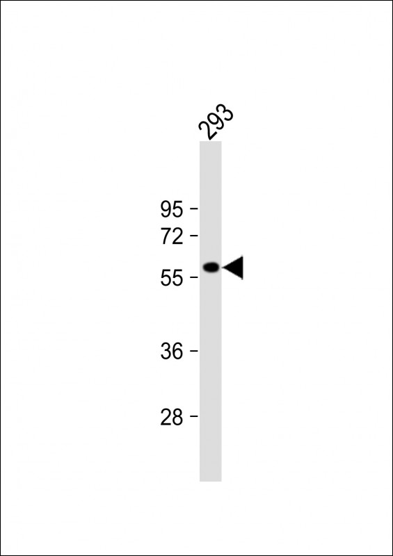 RASGEF1C (N-term)