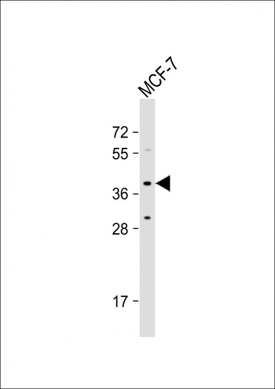 OR4X1 (N-term)