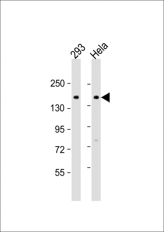 AMOT (Center S305)