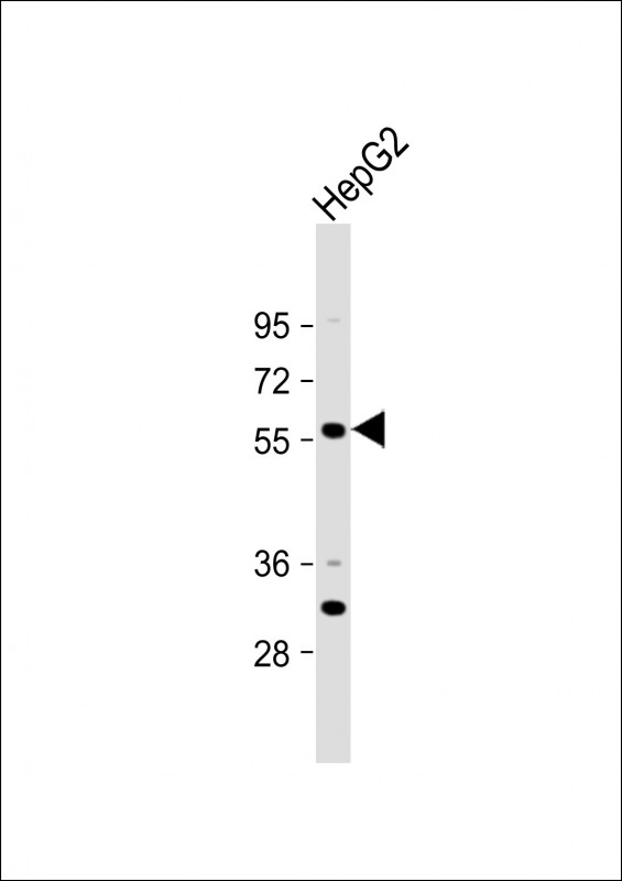 ST6GAL2(C-term)