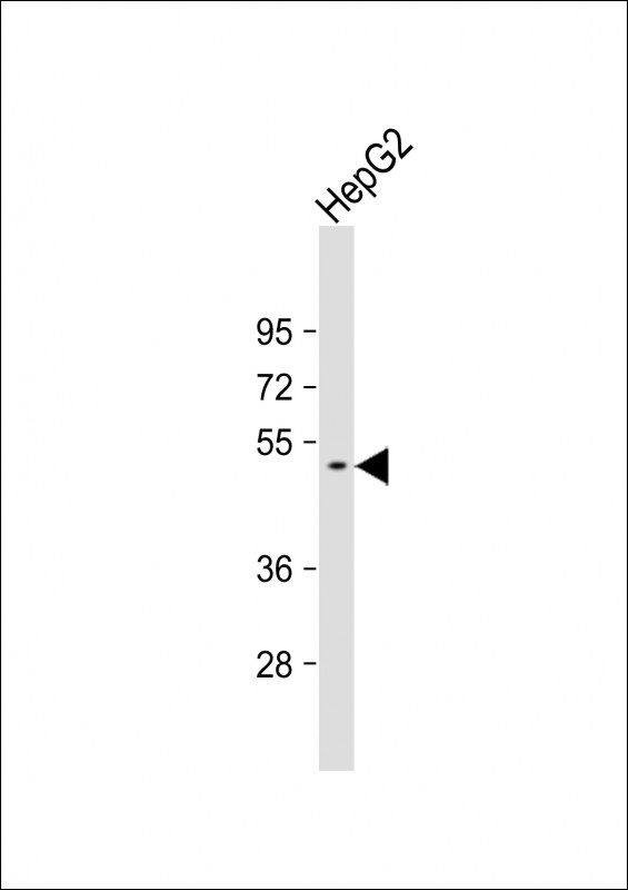 GTDC1