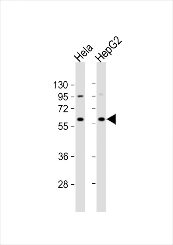 NAPRT1 (N-term)