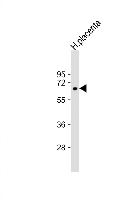 ZNF502 (N-term)