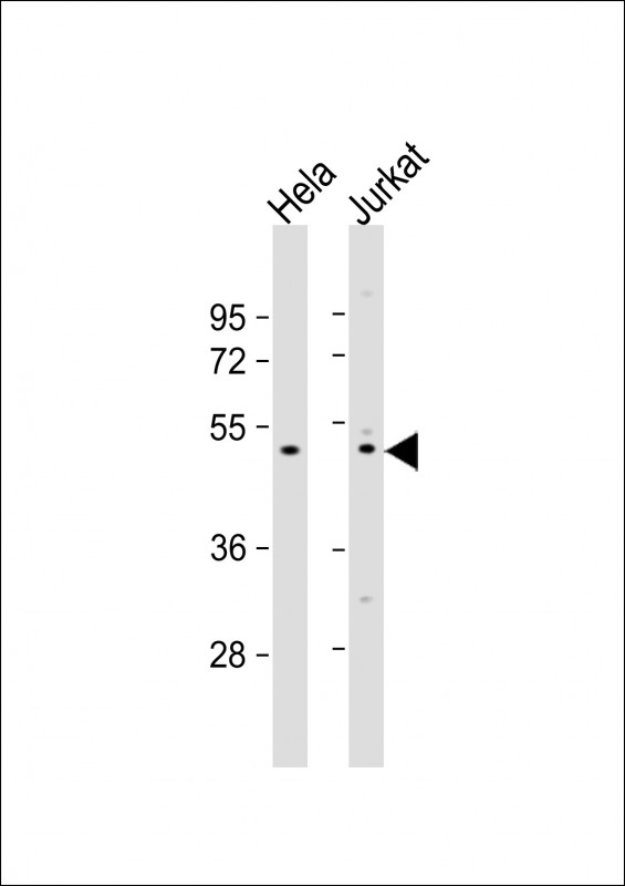 ZNF577 (N-term)