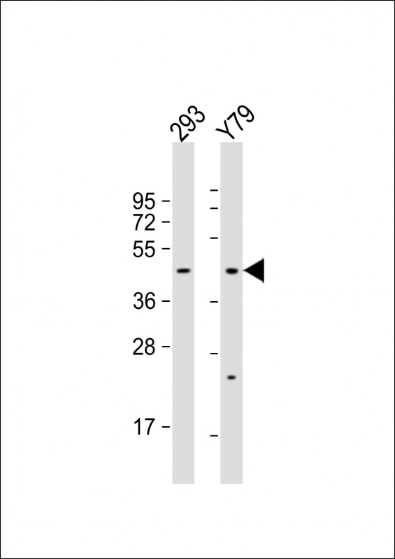 OLFM3 (N-term)