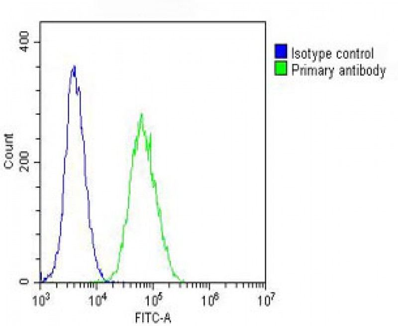 Rabbit Polyclonal Antibody to beta II Tubulin