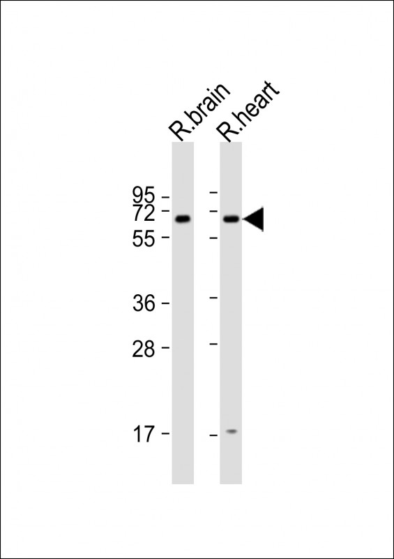 Arhgef9