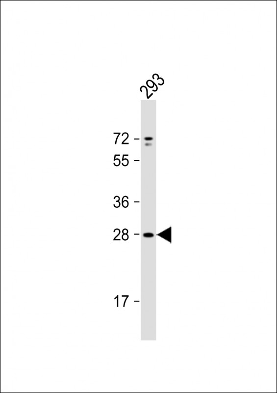 UNC50 (N-term)