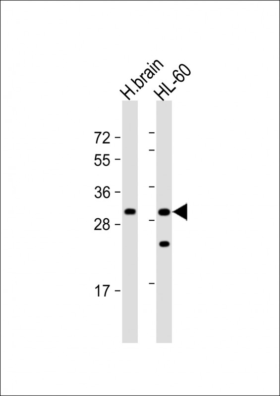 FGFBP3