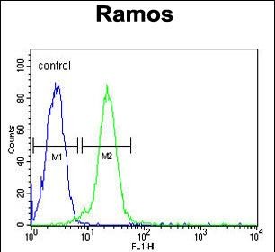 Rabbit Polyclonal Antibody to C13orf18