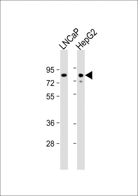 KHSRP (N-term)