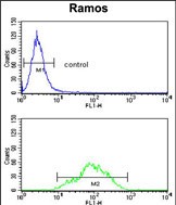 Rabbit Polyclonal Antibody to ETFDH (N-term)