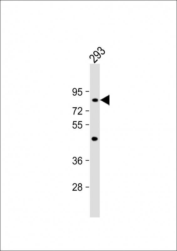 C21orf29