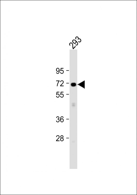 PLCZ1 (N-term)