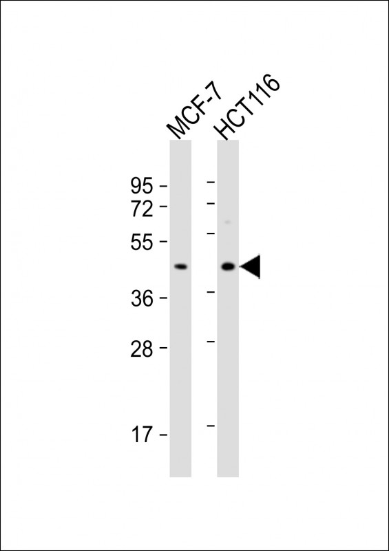 PSG3 (N-term)