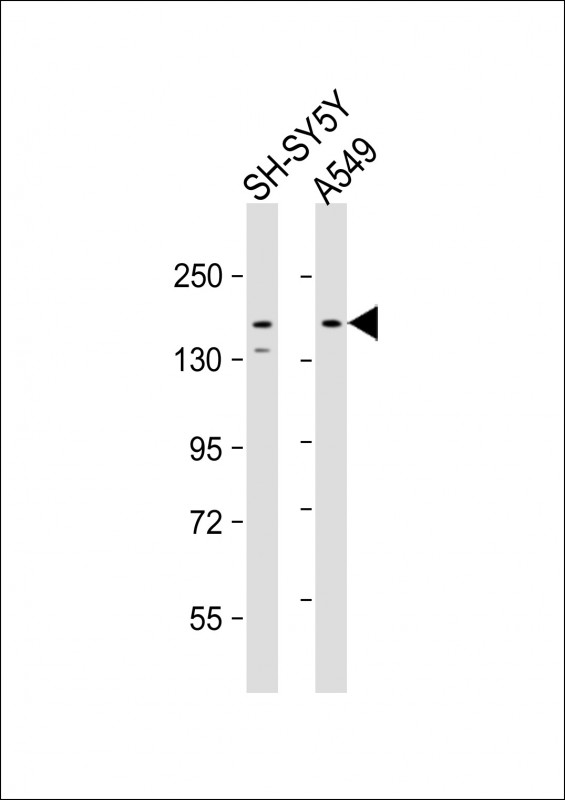 CE164 (N-term)
