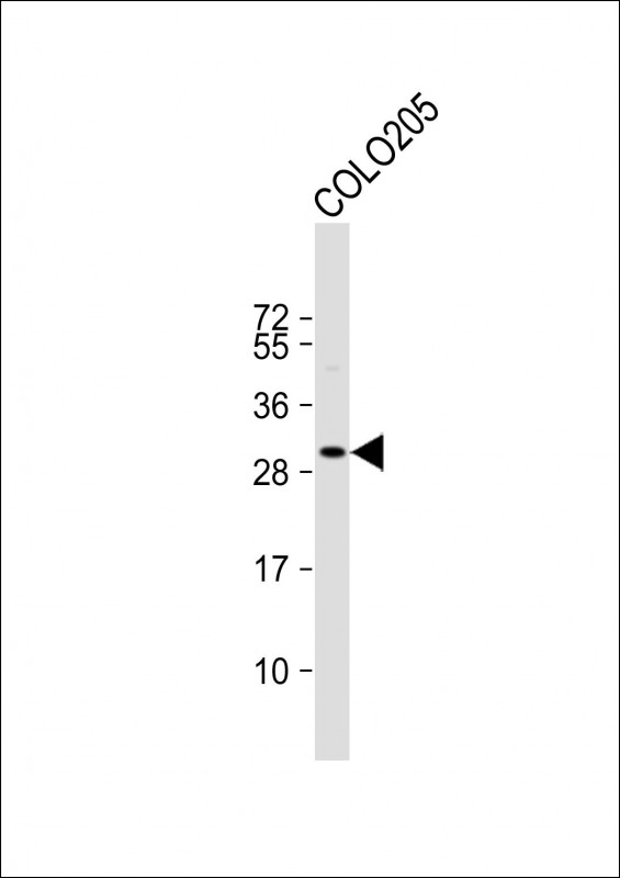 CCDC117
