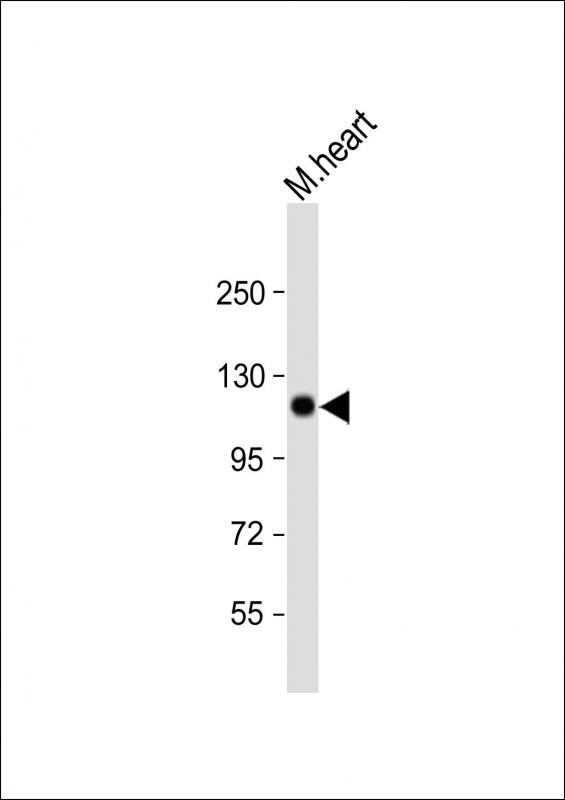 Mouse Scyl2