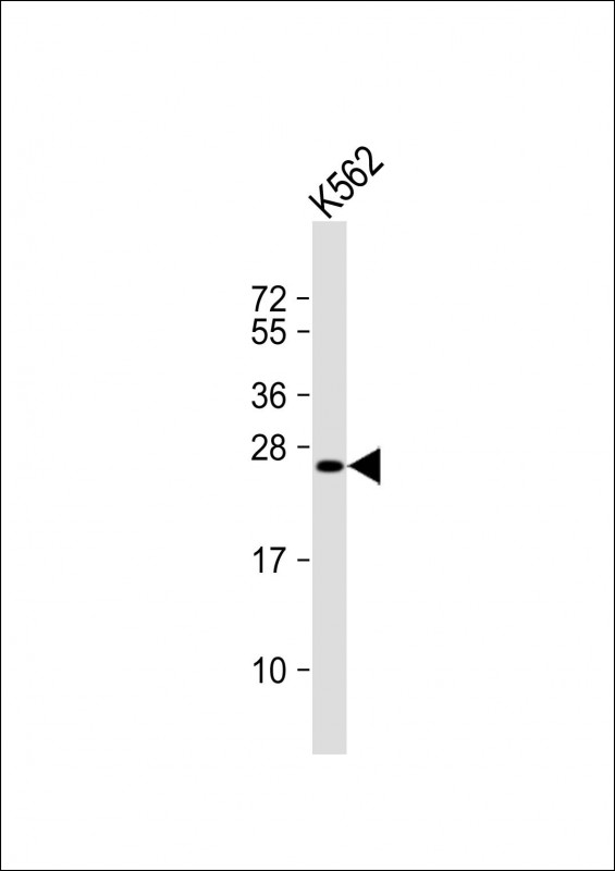 LRRC61