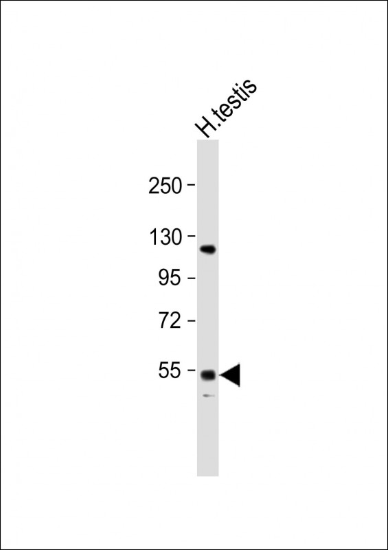 GOLGA6L2 (N-term)