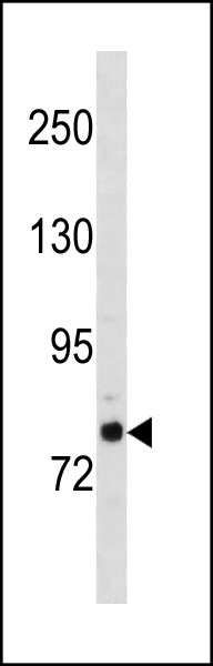 Rabbit Polyclonal Antibody to GOLGA6L2 (N-term)