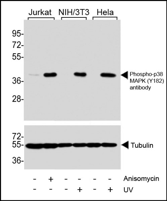 Phospho-p38 MAPK (Y182)