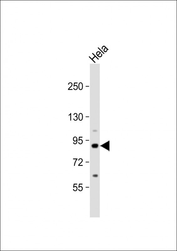 COG2 (N-term)