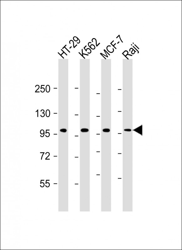 TPX2