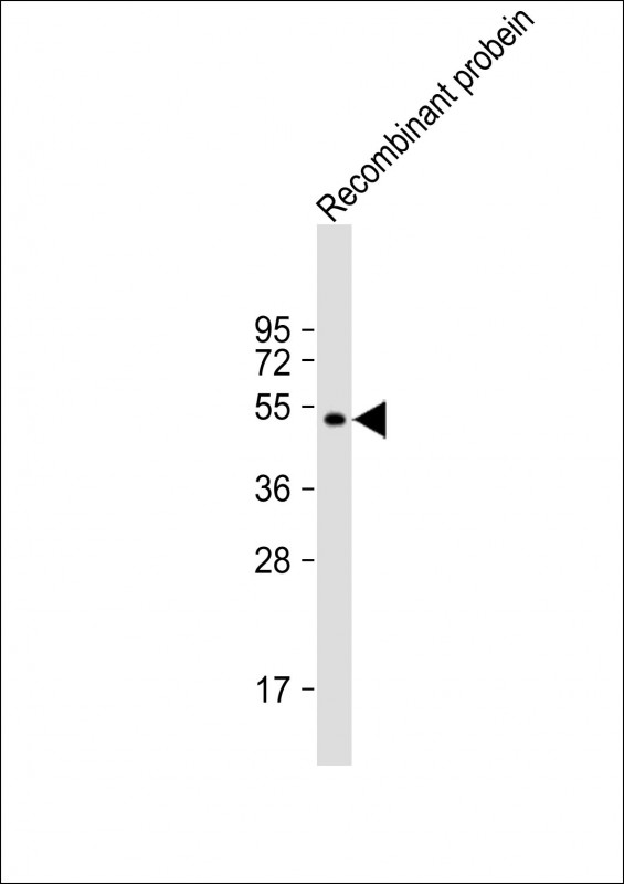 AKAP13