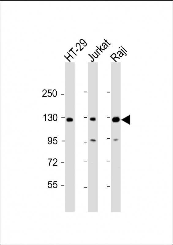 RBL2 (N-term)