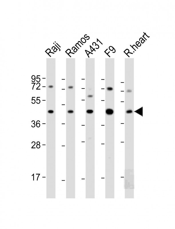 MCL1 (BH3 Domain Specific)